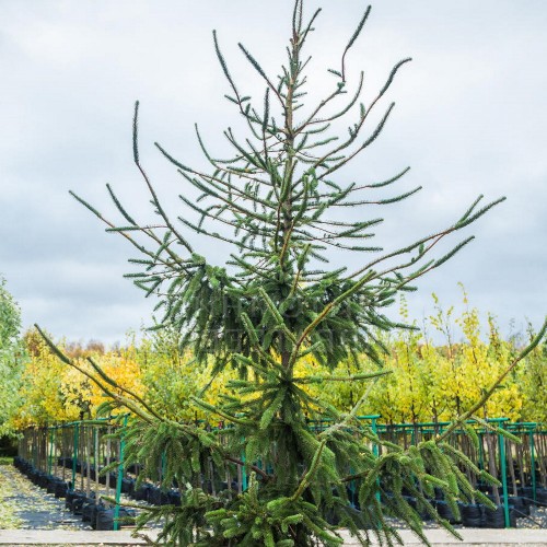 Picea omorika 'Virgata Orava' - Serbia kuusk 'Virgata Orava' C5/5L